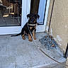 puppy, dog, leash, concrete, door, glass, reflection, man, outdoor, step, building, wall, chain, curiosity, pet, young_dog, black_and_tan, sitting, daylight, sidewalk