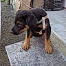 Baïko a rejoint le concours — aidez-le/la à gagner de superbes lots ! puppy, dog, black_and_tan, harness, leash, concrete, outdoor, curious, young, pet, wall, soil_bag, garden, sidewalk, animal, sitting, small, texture, daylight, nature