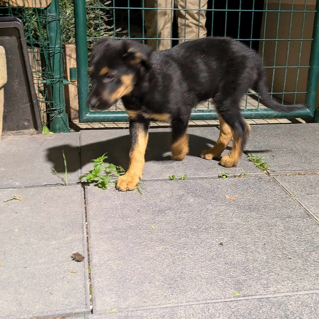 Baïko a rejoint le concours — aidez-le/la à gagner de superbes lots ! puppy, dog, black_and_tan, outdoor, tiled_floor, gate, metal_fence, person, keys, phone, shadow, night, walking, curious, young_dog, pet, canine, pavement, leisure, domestic_animal