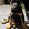 Baïko participe au concours pour gagner de l'argent avec cette photo : puppy, dog, outdoor, pavement, black_fur, tan_fur, sitting, curious, pet, young_dog, closeup, canine, animal, shadow, person_leg, casual, daylight, sidewalk, nature, cute