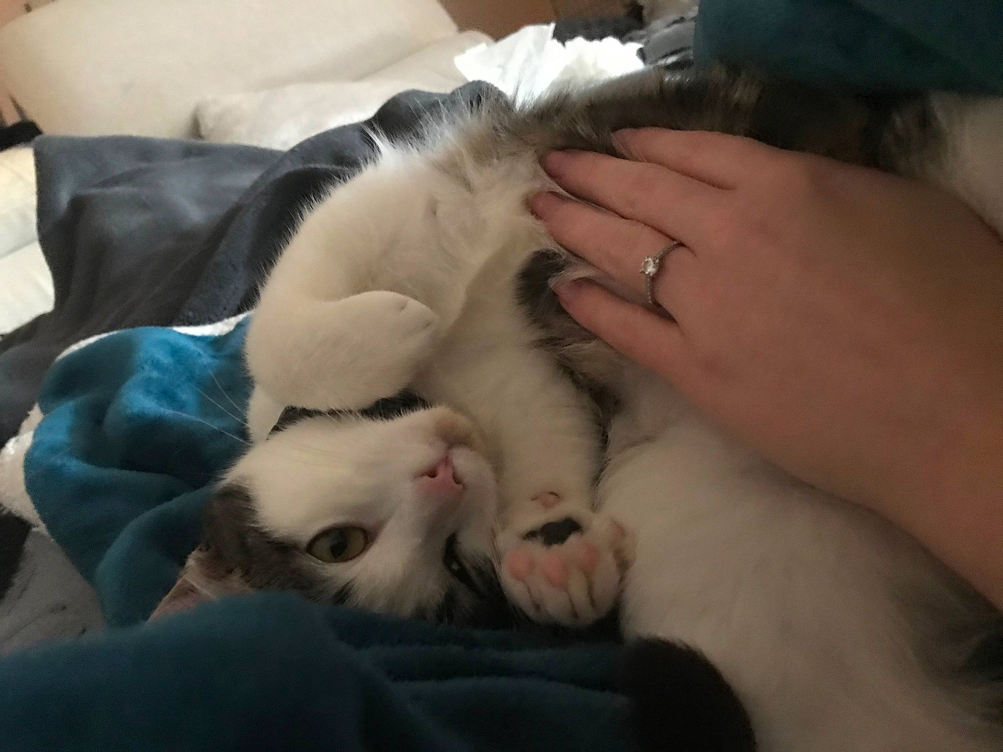 Neige participe au concours pour gagner de l'argent avec cette photo : canidae, carnivore, cat, claw, ear, felidae, kitten, nail, nap, paw, polydactyl_cat, puppy, puppy_love, ragdoll, small_to_medium_sized_cats, turkish_van, whiskers