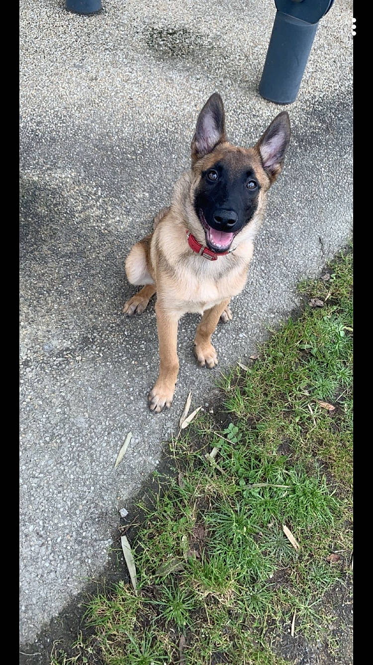 Pooka a rejoint le concours — aidez-le/la à gagner de superbes lots ! belgian_shepherd, belgian_shepherd_malinois, canidae, carnivore, dog, dog_breed, east_european_shepherd, fawn, german_shepherd_dog, herding_dog, king_shepherd, mammal, old_german_shepherd_dog, snout, sporting_group, vertebrate, working_dog