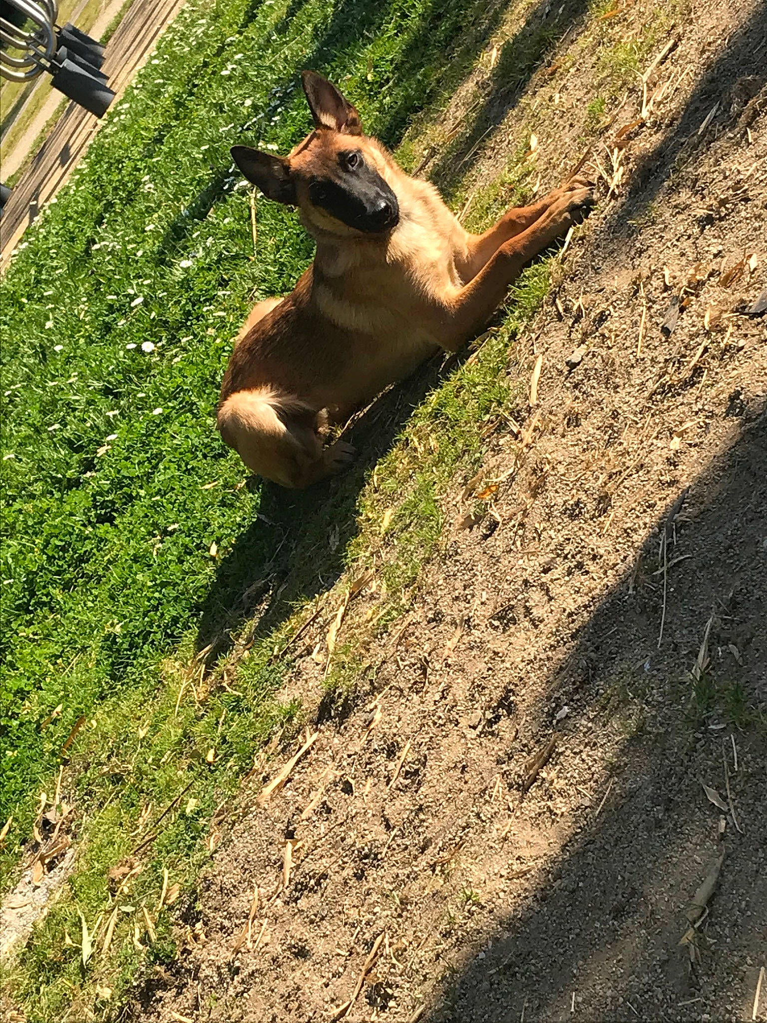 Pooka a rejoint le concours — aidez-le/la à gagner de superbes lots ! canidae, carnivore, dog, fawn, grass, soil, tree, wildlife, wood