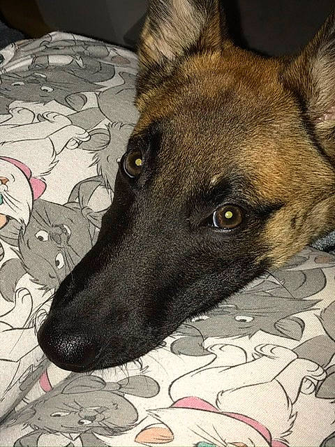 Pooka a rejoint le concours — aidez-le/la à gagner de superbes lots ! belgian_shepherd, belgian_shepherd_malinois, canidae, carnivore, dog, dog_breed, dutch_shepherd_dog, ear, formosan_mountain_dog, german_shepherd_dog, kunming_wolfdog, mammal, rare_breed_dog, snout, street_dog, tervuren, vertebrate, whiskers, working_dog