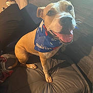 Nala is registered to the contest to win money with this photo: animal, bandana, blanket, brown, comfortable, cozy, cushion, dog, face, fur, happy, home, indoors, lamp, pet, sitting, smiling, tongue_out, white, wood_panel