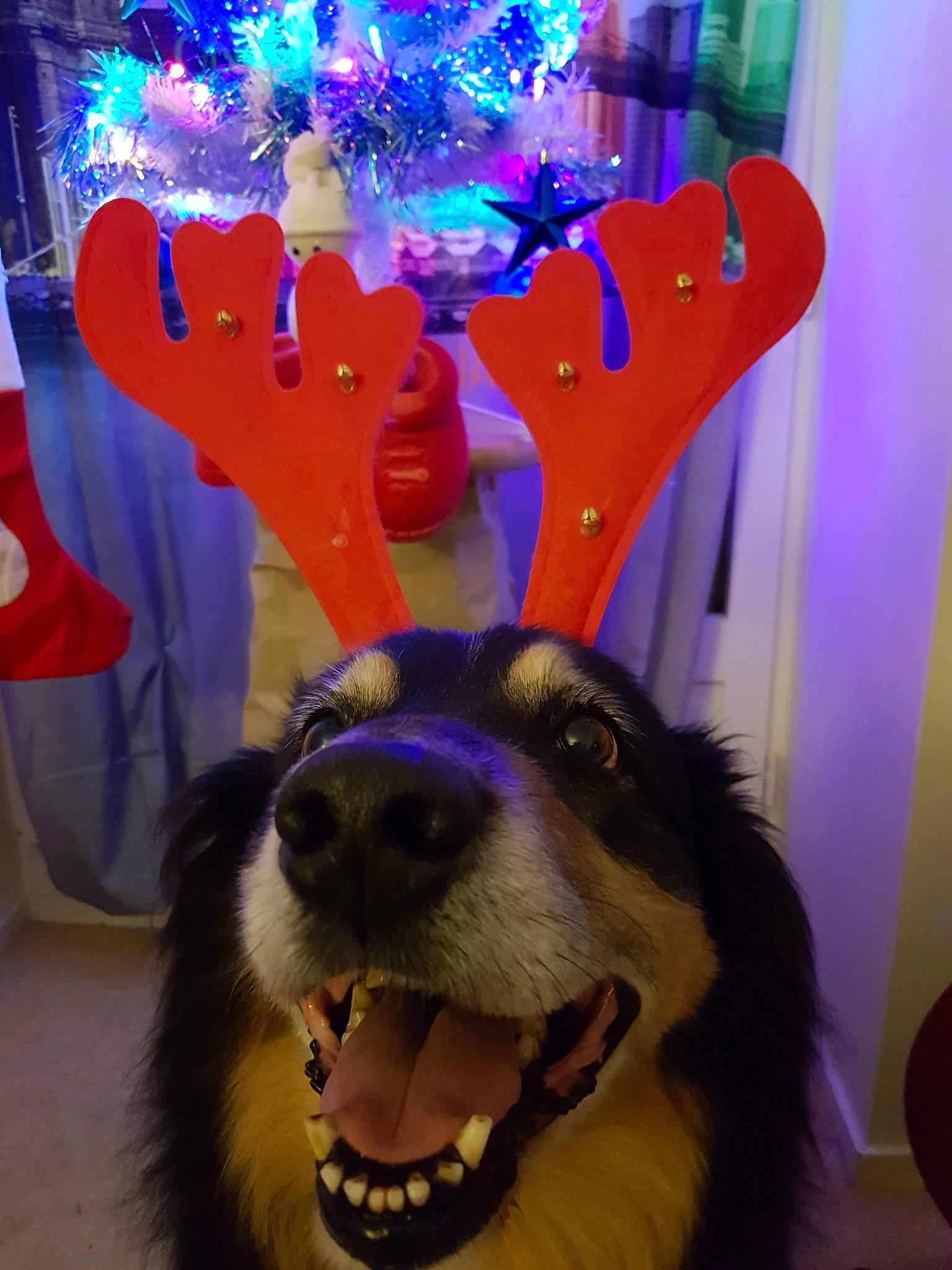 Mistral participe au concours pour gagner de l'argent avec cette photo : australian_shepherd, canidae, carnivore, dog, dog_breed, fawn, fun, fur, mammal, snout, sporting_group