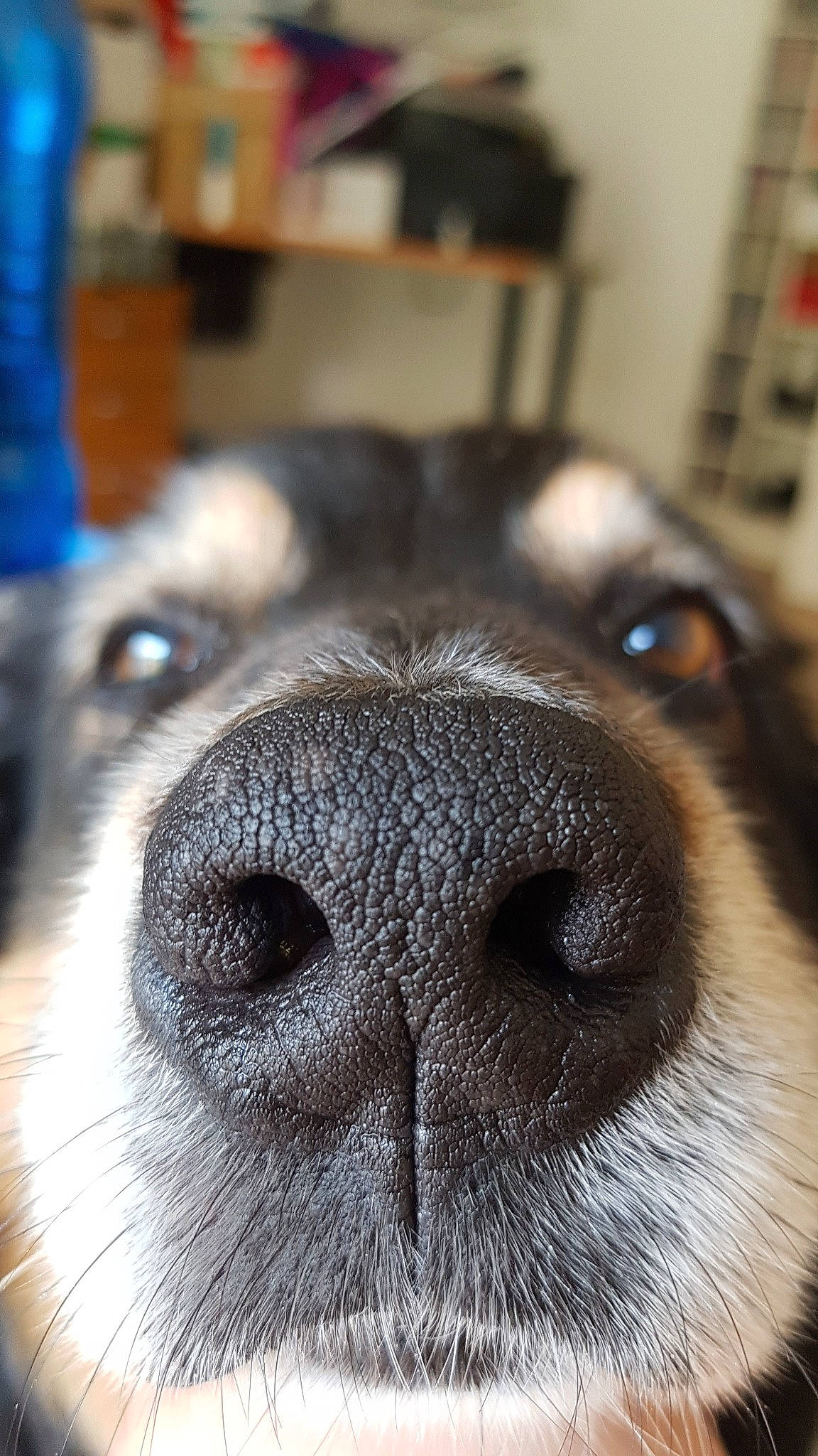 Mistral participe au concours pour gagner de l'argent avec cette photo : canidae, carnivore, close_up, companion_dog, dog, dog_breed, eye, fur, nose, puppy, snout, sporting_group, whiskers