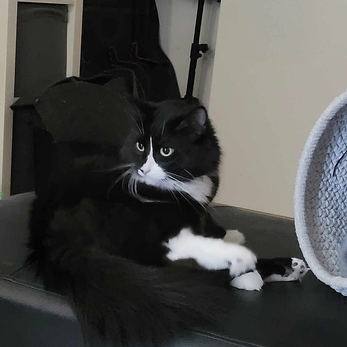 Onyx a rejoint le concours — aidez-le/la à gagner de superbes lots ! animal, architecture, armchair, bed, bedroom, blackcat, building, cat, chair, couch, cushion, furniture, homedecor, indoors, kitten, livingroom, manx, pet, room, shelf