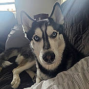 Merlin is registered to the contest to win money with this photo: dog, husky, blue_eyes, pet, indoor, couch, fur, animal, canine, window, light, resting, looking_at_camera, black_and_white_fur, nose, ears, comfort, home, domestic, portrait
