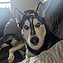 dog, husky, blue_eyes, pet, indoor, couch, fur, animal, canine, window, light, resting, looking_at_camera, black_and_white_fur, nose, ears, comfort, home, domestic, portrait