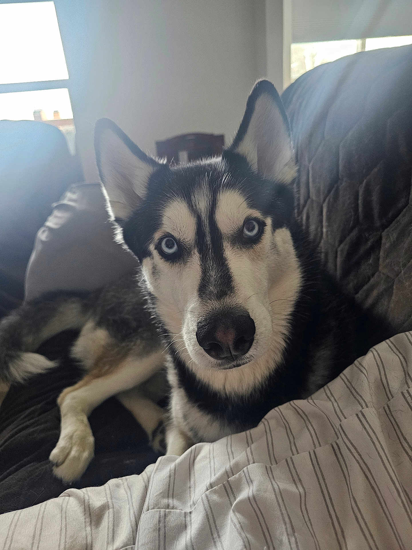 Merlin