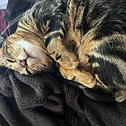 Maomao is registered to the contest to win money with this photo: bed, blanket, cat, close_up, cozy, curled_up, cute, domestic_animal, fur, indoor, nap, paw, pet, portrait, relaxed, resting, sleeping, striped, tabby, whiskers