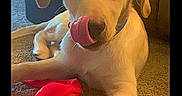 Casper is registered to the contest to win money with this photo: animal, brown, carpet, closeup, collar, cute, dog, ears, floor, fur, indoor, light, looking, pet, playful, puppy, resting, tongue, toy, young