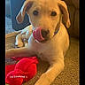animal, brown, carpet, closeup, collar, cute, dog, ears, floor, fur, indoor, light, looking, pet, playful, puppy, resting, tongue, toy, young