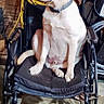 Casper is registered to the contest to win money with this photo: animal, black_cushion, cable, collar, concrete_floor, curious, dog, domestic, equipment, four_legs, garage, indoor, light_fur, looking_away, pet, resting, seated, side_view, wheelchair, workshop