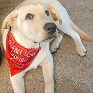 Casper is registered to the contest to win money with this photo: animal, bandana, canine, carpet, cute, dog, domestic_dog, friendly, funny_text, fur, indoor, light_colored_dog, looking_up, lying_down, mammal, obedience_school_dropout, pet, pet_accessory, red_bandana, young_dog