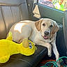 Casper joined the competition — help win amazing prizes! animal, backseat, candid, car_interior, casual, dog, domestic_animal, fur, labrador_retriever, leather_seat, leisure, people_outside, pet, portrait, relaxing, stuffed_toy, sunlight, tongue_out, window, yellow
