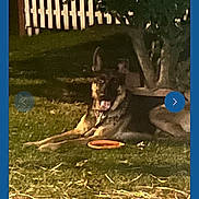 Taj is registered to the contest to win money with this photo: animal, backyard, canine, collar, daylight, dog, fence, frisbee, german_shepherd, grass, nature, navigation_buttons, outdoor, pet, phone_screen, playing, resting, text_overlay, tree, webpage