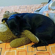 Janna participe au concours pour gagner de l'argent avec cette photo : dog, black_dog, stuffed_animal, teddy_bear, bed, blanket, sleeping, resting, cozy, indoor, pet, animal, cute, soft_toy, comfort, fur, canine, home, relaxing, sleep