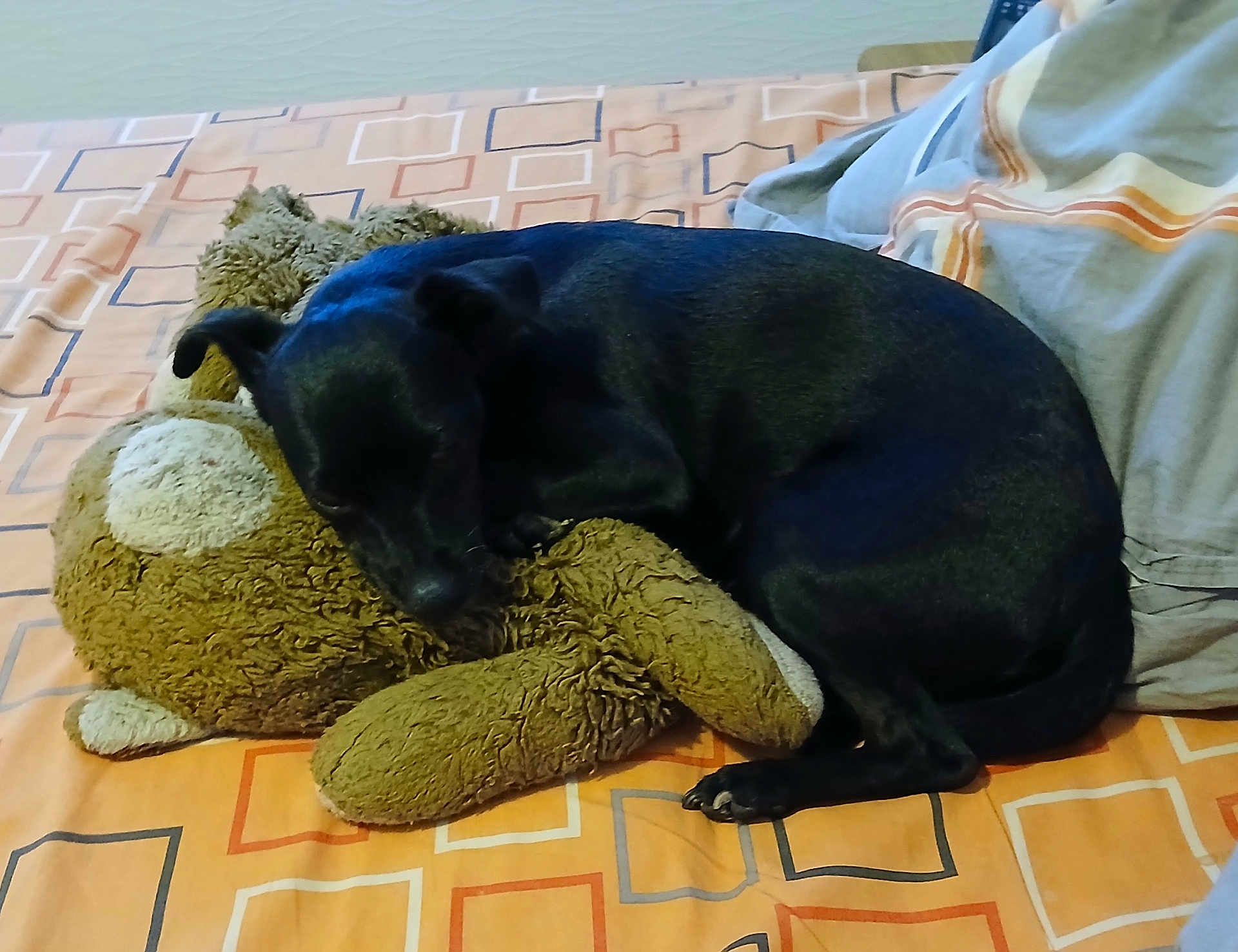 Janna participe au concours pour gagner de l'argent avec cette photo : dog, black_dog, stuffed_animal, teddy_bear, bed, blanket, sleeping, resting, cozy, indoor, pet, animal, cute, soft_toy, comfort, fur, canine, home, relaxing, sleep