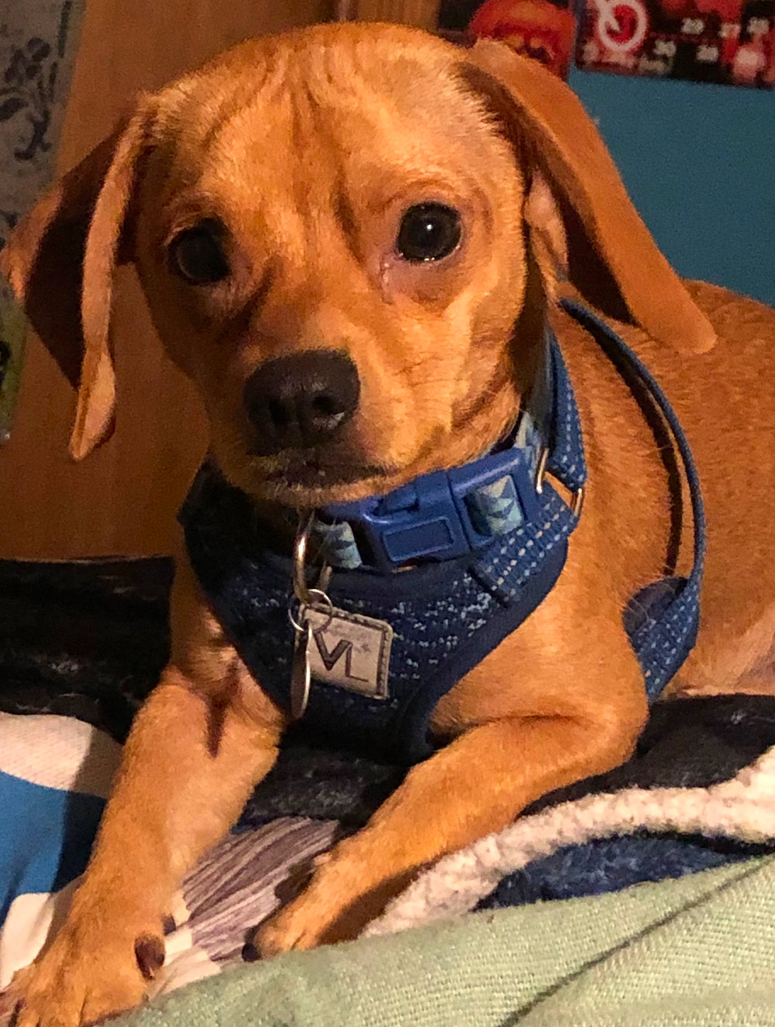 Scrappy Doo is registered to the contest to win money with this photo: ancient_dog_breeds, canidae, carnivore, collar, companion_dog, dog, dog_breed, dog_clothes, dog_collar, dog_supply, fawn, fur, leash, liver, personal_protective_equipment, pet_supply, snout, sporting_group, whiskers, working_animal