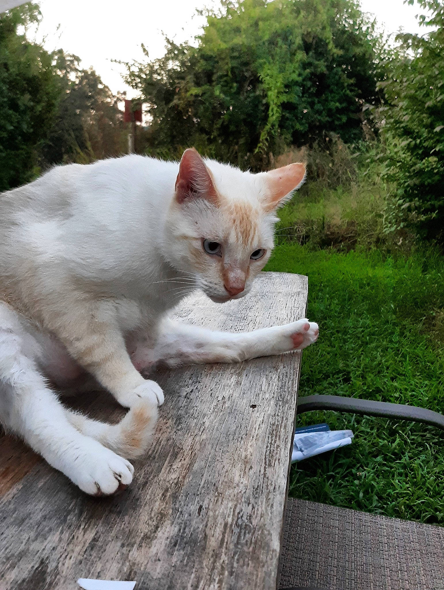 Casper joined the competition — help win amazing prizes! aegean_cat, carnivore, cat, colorpoint_shorthair, cornish_rex, devon_rex, fawn, felidae, german_rex, grass, javanese, mammal, oriental_longhair, small_to_medium_sized_cats, tail, turkish_angora, turkish_van, vertebrate, whiskers