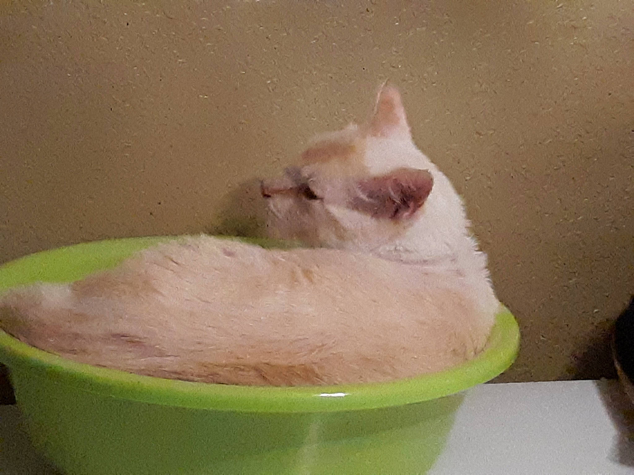 Casper is registered to the contest to win money with this photo: burmilla, carnivore, cat, cat_supply, cornish_rex, fawn, felidae, kitten, pet_supply, small_to_medium_sized_cats, tail, turkish_van, whiskers