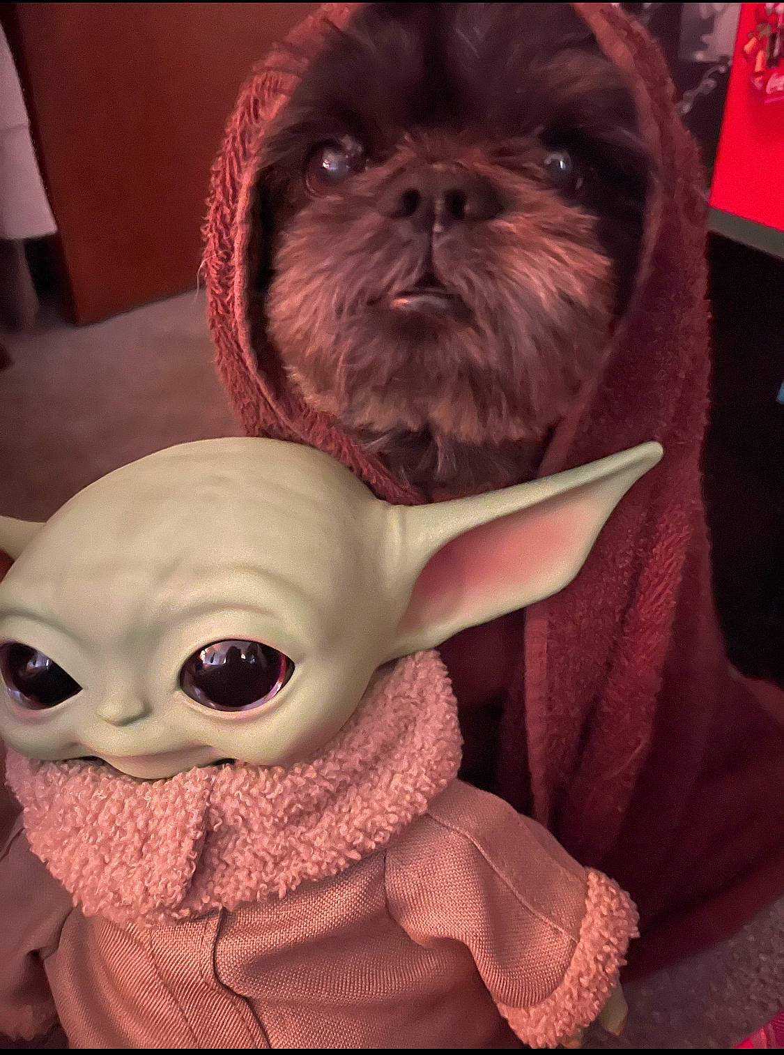 Mooch is registered to the contest to win money with this photo: carnivore, companion_dog, dog, dog_breed, dog_supply, ear, eyewear, fawn, fur, liver, mouth, pink, shih_tzu, snout, stuffed_toy, sunglasses, toy, toy_dog, whiskers, wrinkle