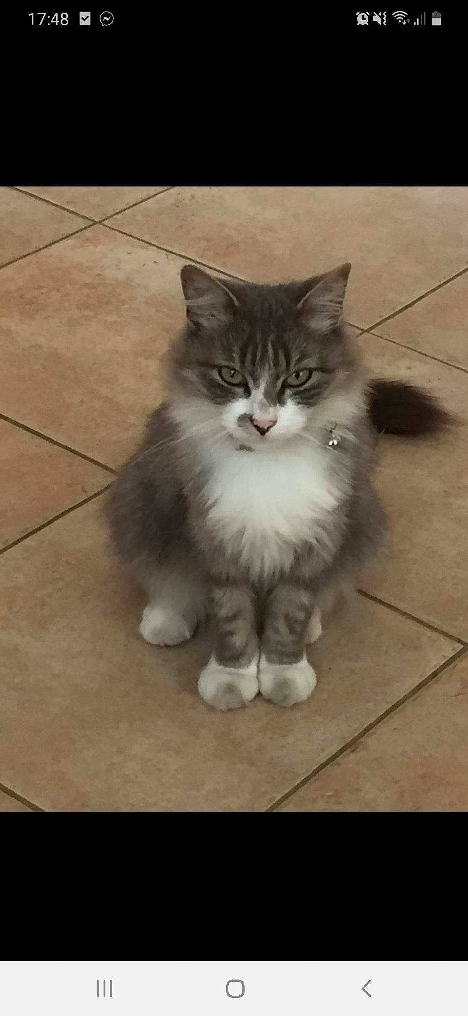 Kida participe au concours pour gagner de l'argent avec cette photo : asian, asian_semi_longhair, british_longhair, british_semi_longhair, carnivore, cat, cymric, domestic_long_haired_cat, domestic_short_haired_cat, felidae, kitten, maine_coon, mammal, norwegian_forest_cat, ragamuffin, siberian, small_to_medium_sized_cats, snout, vertebrate, whiskers