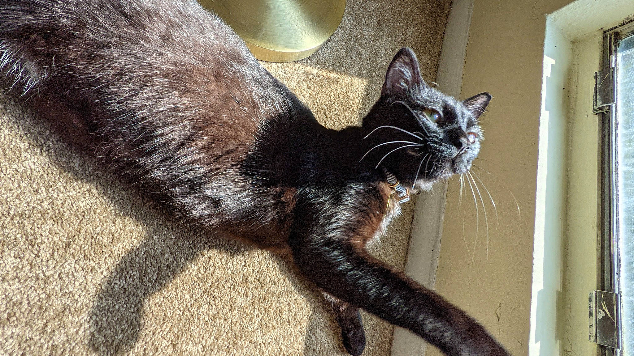 Livi joined the competition — help win amazing prizes! black_cat, bombay, carnivore, cat, claw, domestic_short_haired_cat, felidae, fur, grey, paw, sitting, small_to_medium_sized_cats, snout, tail, terrestrial_animal, whiskers, window