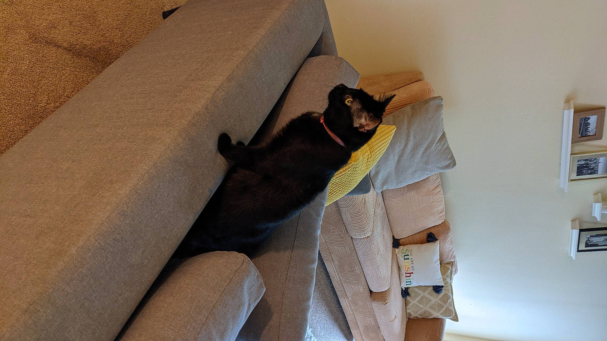 Livi joined the competition — help win amazing prizes! bag, carnivore, cat, comfort, companion_dog, couch, dog_breed, fawn, felidae, floor, flooring, grey, hardwood, small_to_medium_sized_cats, stairs, tail, textile, thigh, whiskers, wood