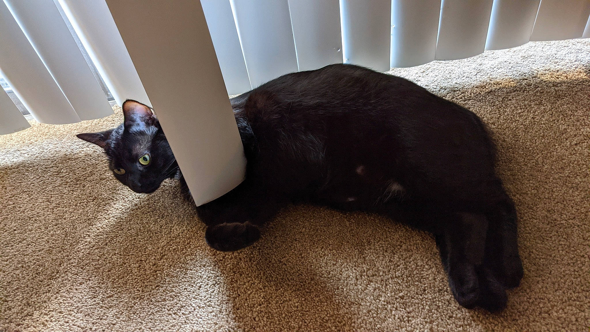 Livi is registered to the contest to win money with this photo: black_cat, canidae, carnivore, cat, comfort, companion_dog, dog_breed, felidae, floor, flooring, fur, hardwood, liver, mammal, small_to_medium_sized_cats, snout, sporting_group, tail, terrestrial_animal, whiskers