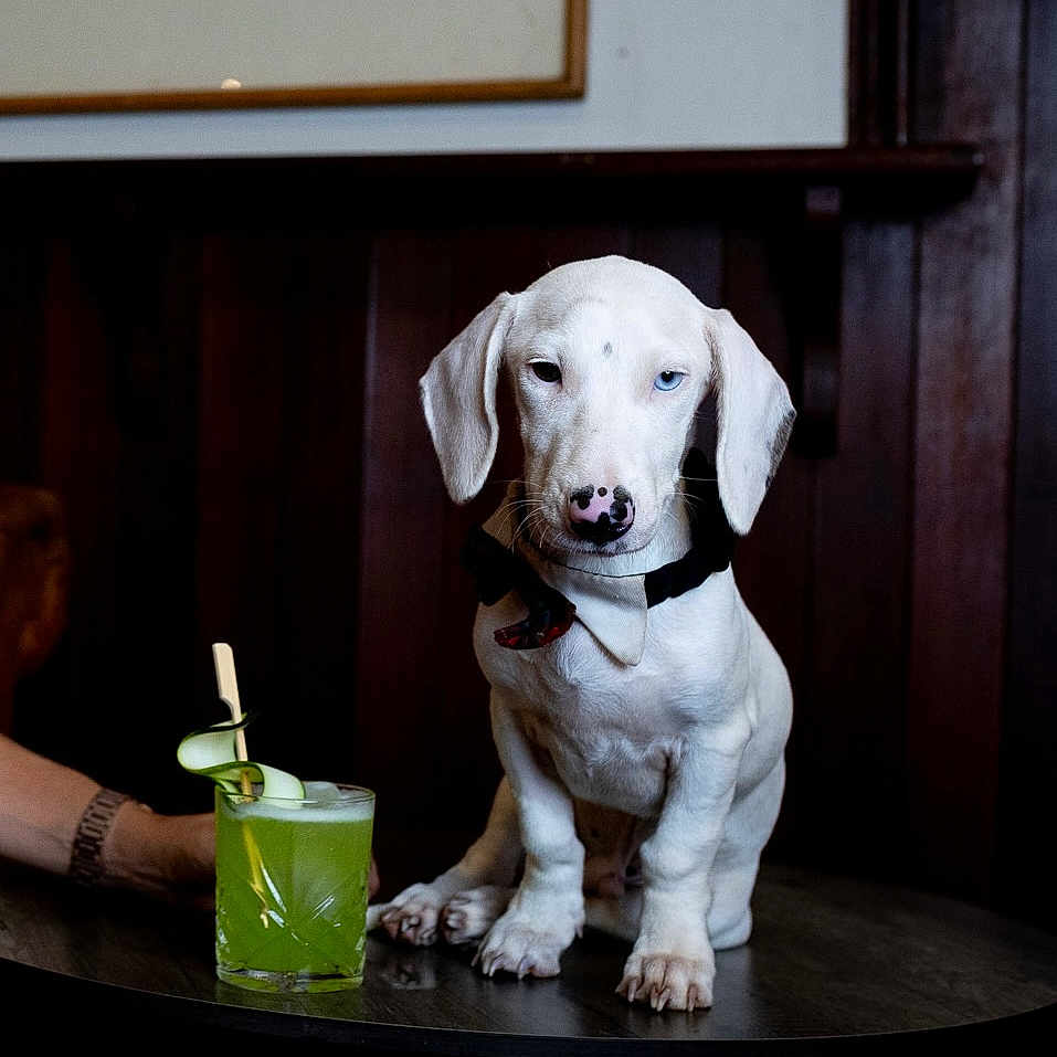 Bunnings The Snag is registered to the contest to win money with this photo: adult, alcohol, animal, beverage, candle, canine, cocktail, dog, female, glass, hound, juice, labradorretriever, person, pet, pointer, puppy, whitedog, woman, wood