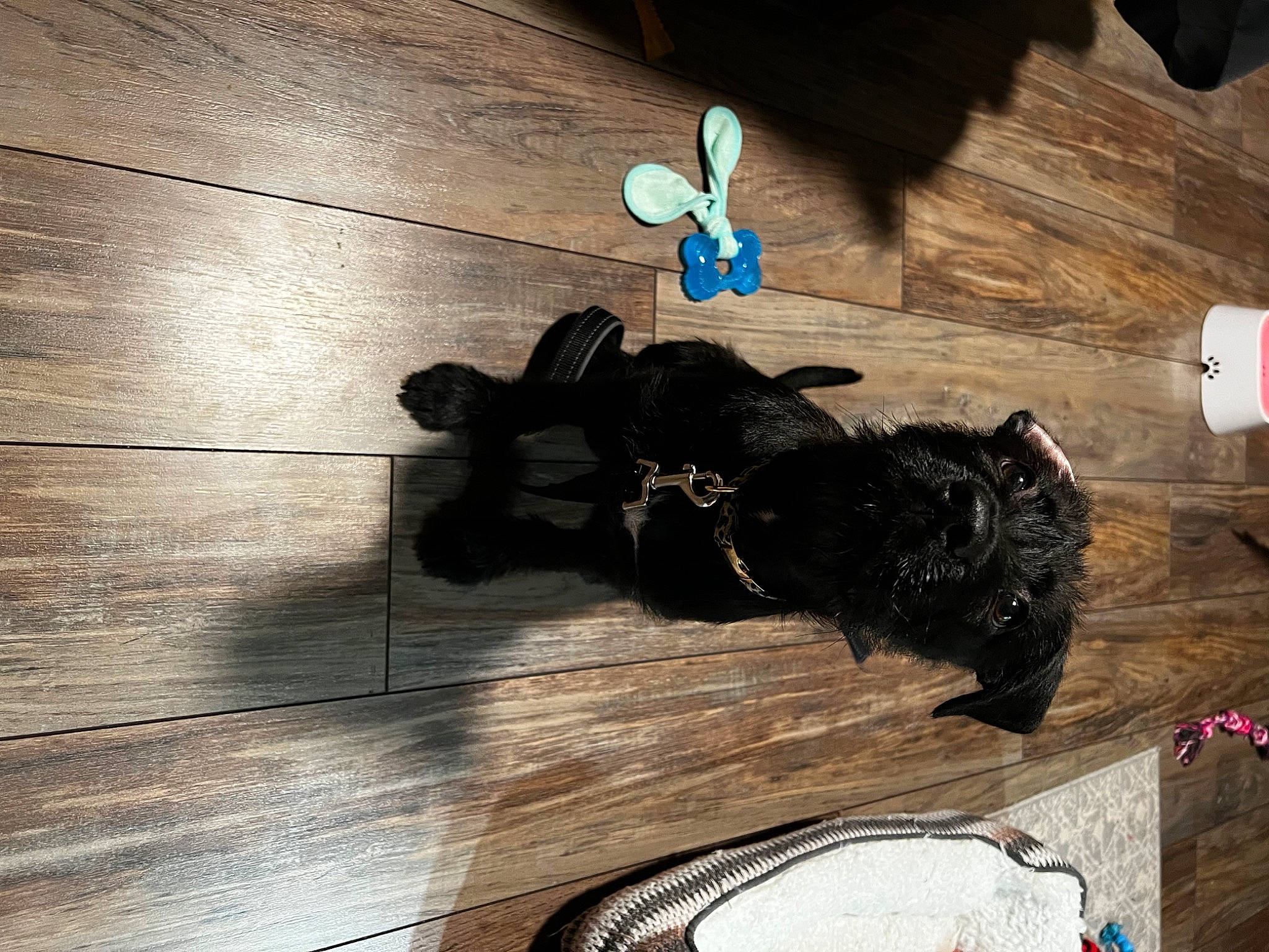 Willow is registered to the contest to win money with this photo: carnivore, companion_dog, dog_breed, fashion_accessory, feather, felidae, floor, flooring, fur, hardwood, laminate_flooring, room, shadow, small_to_medium_sized_cats, tail, tints_and_shades, varnish, wood, wood_flooring, wood_stain