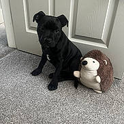 Lady is registered to the contest to win money with this photo: puppy, dog, black_dog, plush_toy, hedgehog_toy, carpet, indoor, door, pet, cute, small_dog, animal, floor, toy, sitting, young_dog, domestic_animal, fur, companion, pet_toy