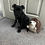 puppy, dog, black_dog, plush_toy, hedgehog_toy, carpet, indoor, door, pet, cute, small_dog, animal, floor, toy, sitting, young_dog, domestic_animal, fur, companion, pet_toy