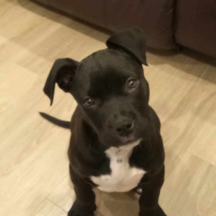 Rex joined the competition — help win amazing prizes! animal, ball, bostonbull, boxer, bulldog, canine, dog, frenchbulldog, hound, indoors, interiordesign, labradorretriever, pet, pitbull, pug, puppy, snout, sport, tennis, tennisball