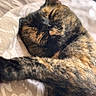 cat, tortoiseshell_cat, sleeping, curled_up, fur, whiskers, ears, closed_eyes, nap, pet, animal, indoor, bed, pillow, blanket, cozy, relaxed, close_up, portrait, fluffy