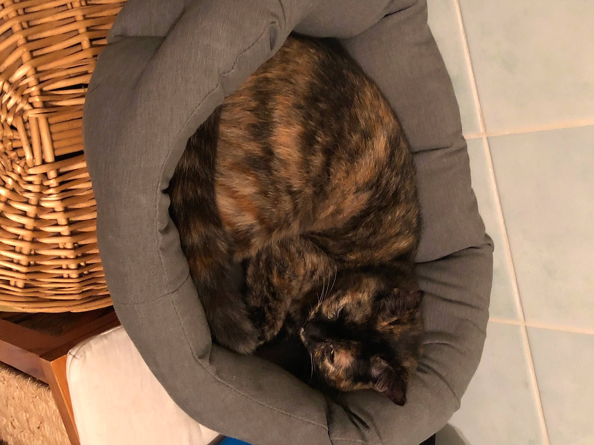 Anya