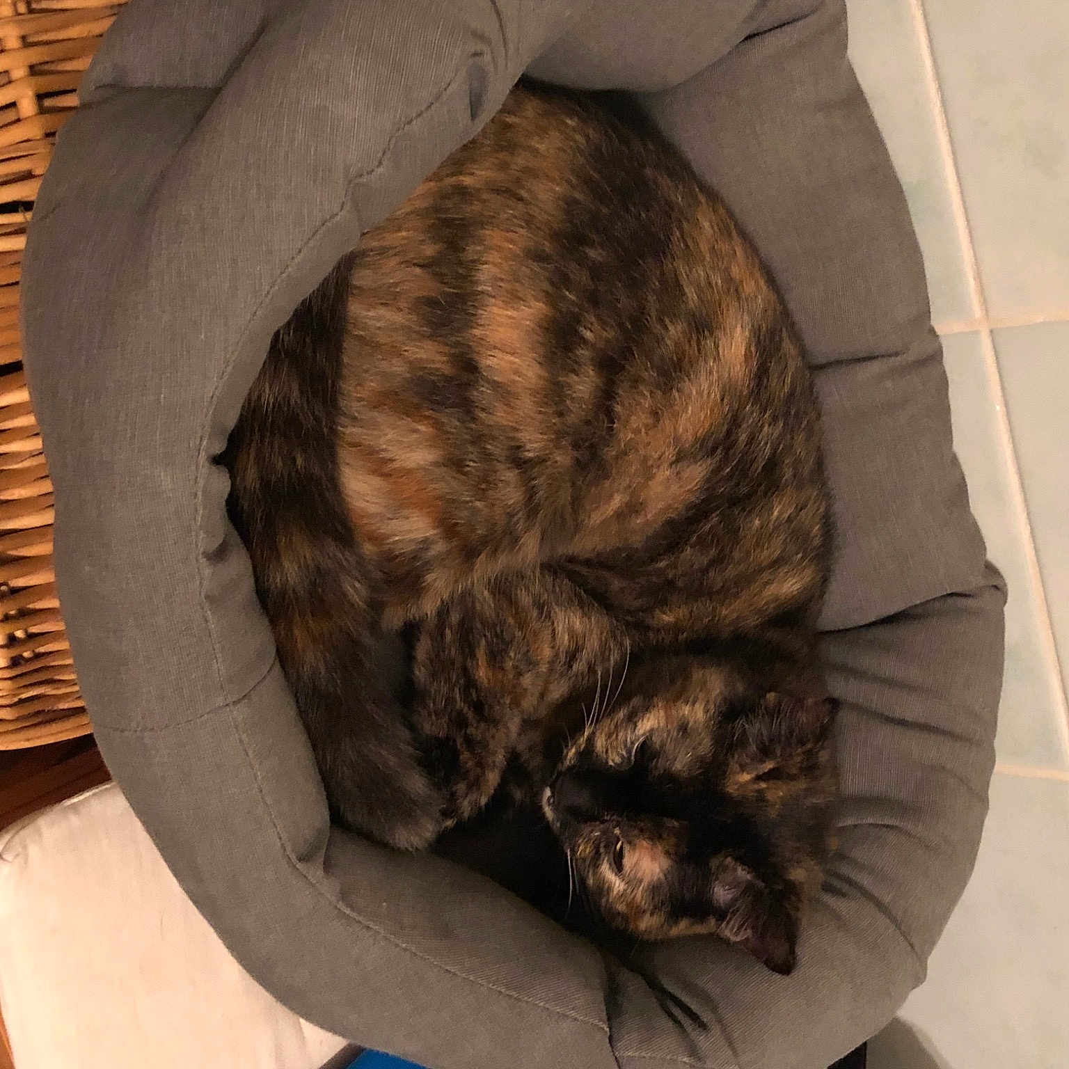Anya