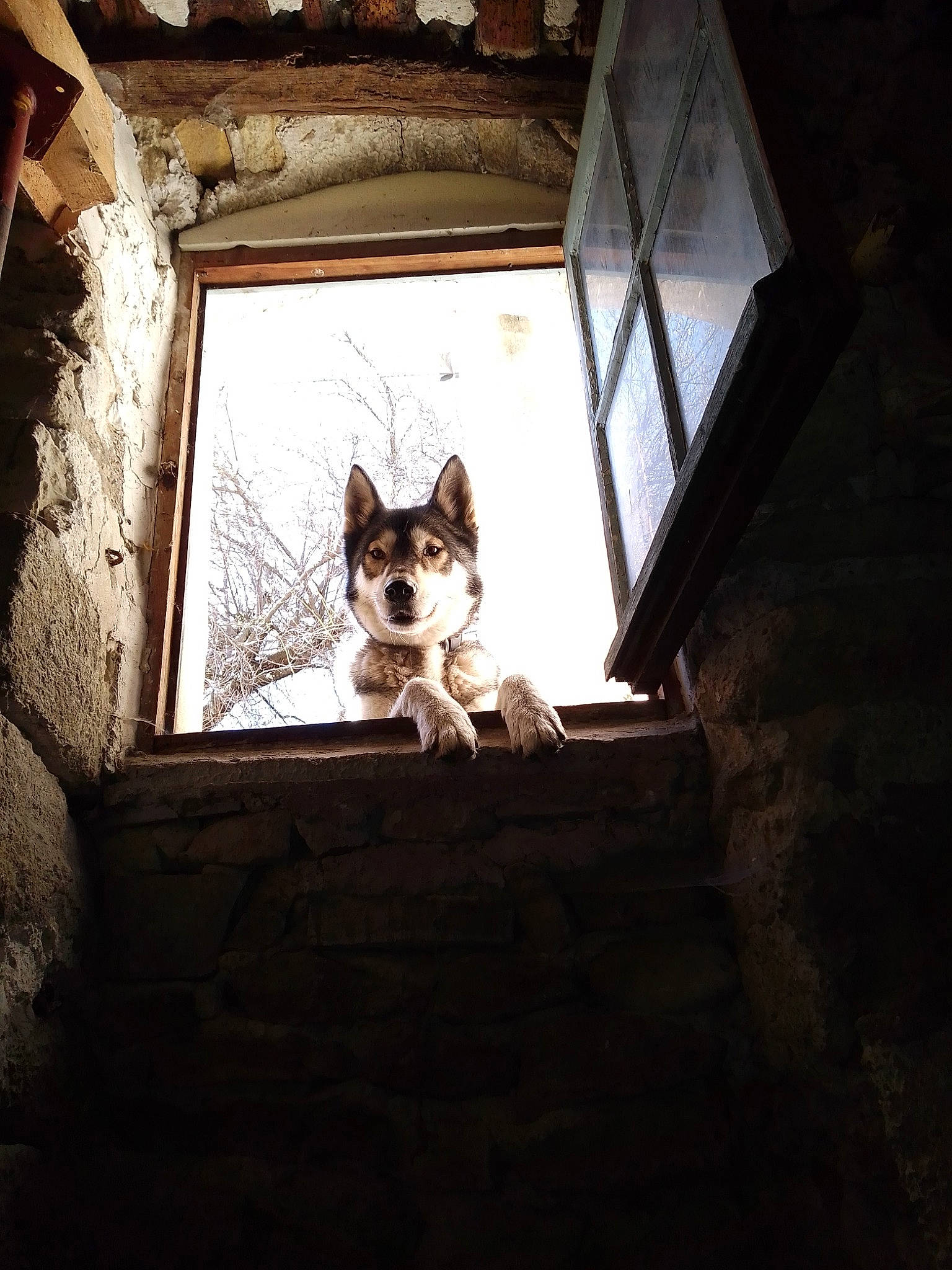Balto participe au concours pour gagner de l'argent avec cette photo : border_collie, canidae, cardigan_welsh_corgi, carnivore, dog, dog_breed, home, house, pembroke_welsh_corgi, rat_terrier, siberian_husky, sporting_group, square, window