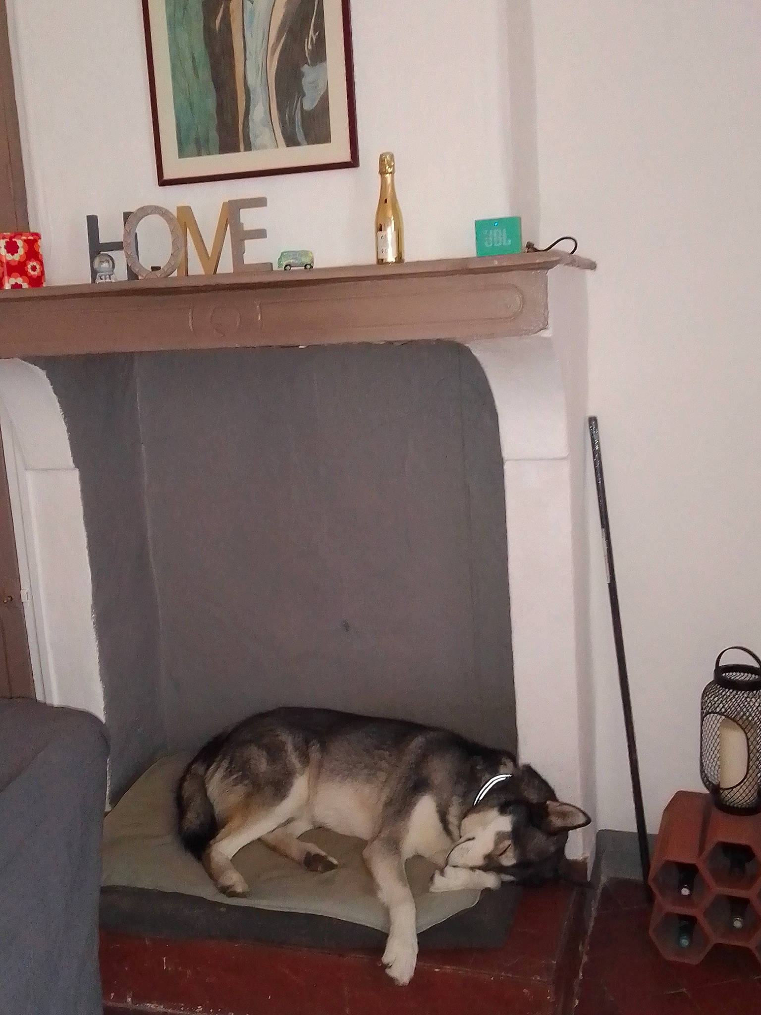 Balto a rejoint le concours — aidez-le/la à gagner de superbes lots ! alaskan_malamute, architecture, canidae, carnivore, dog, dog_breed, floor, furniture, room, siberian_husky, sled_dog, table, tail, wolfdog