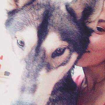 Balto participe au concours pour gagner de l'argent avec cette photo : alaskan_malamute, canidae, carnivore, dog, dog_breed, eye, eyebrow, jaw, labrador_husky, miniature_siberian_husky, nose, photography, rare_breed_dog, sakhalin_husky, selfie, seppala_siberian_sleddog, siberian_husky, sled_dog, snout, wolfdog