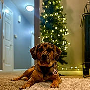 Pudge joined the competition — help win amazing prizes! dog, carpet, indoor, christmas_tree, lights, collar, tag, pets, holiday, decor, furniture, floor, animal, canine, home, relaxed, brown, black, ears, portrait