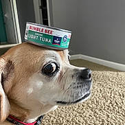 Bella is registered to the contest to win money with this photo: animal, balancing, beige, can, carpet, collar, companion, curious, dog, domestic, funny, furniture, gray_wall, household, indoor, light, pet, room, side_view, tuna