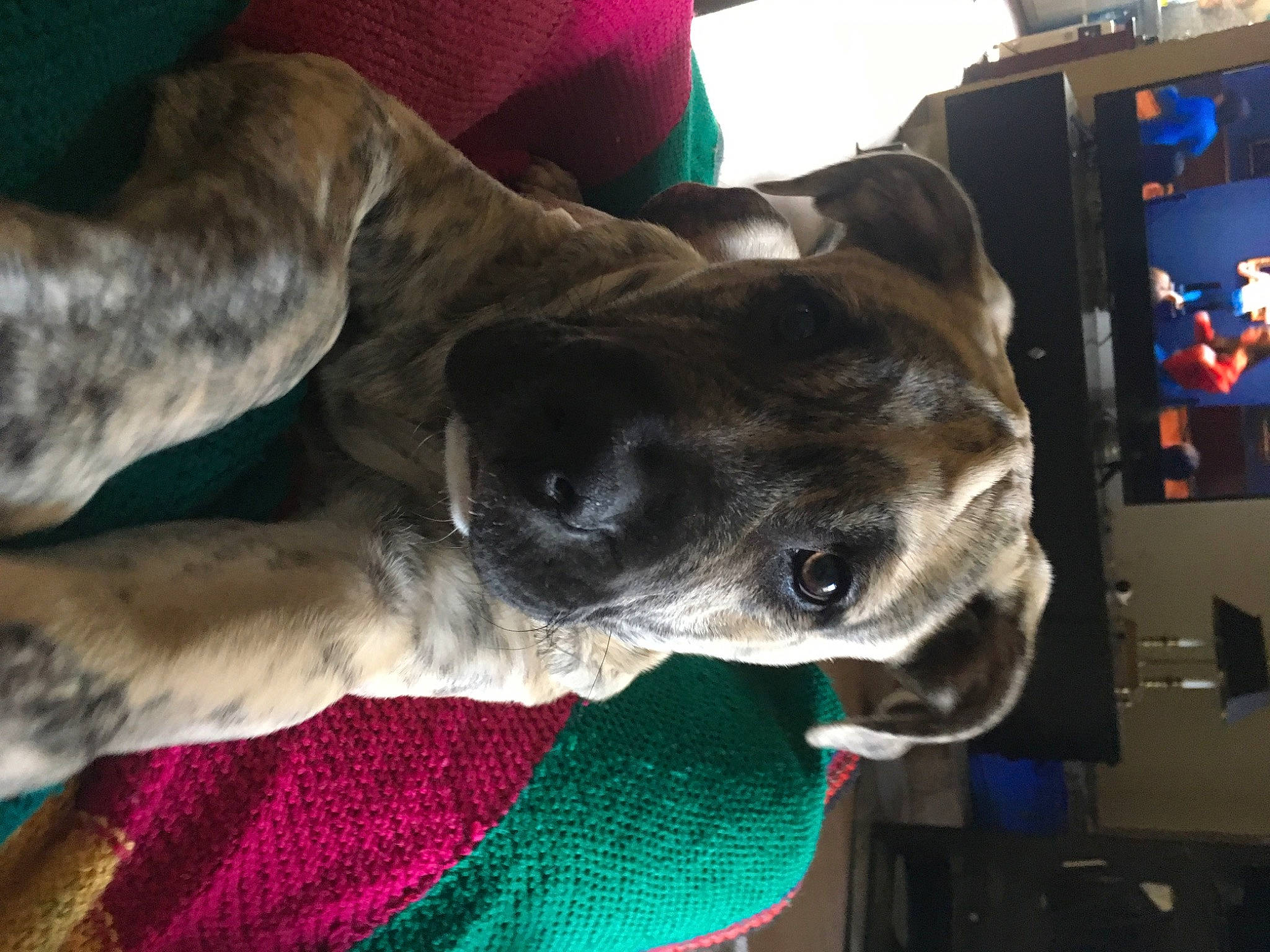 Raoul a rejoint le concours — aidez-le/la à gagner de superbes lots ! canidae, carnivore, collar, comfort, companion_dog, dog, dog_breed, dog_collar, dog_supply, ear, fawn, fur, guard_dog, mammal, selfie, snout, sporting_group, vertebrate, whiskers, working_animal