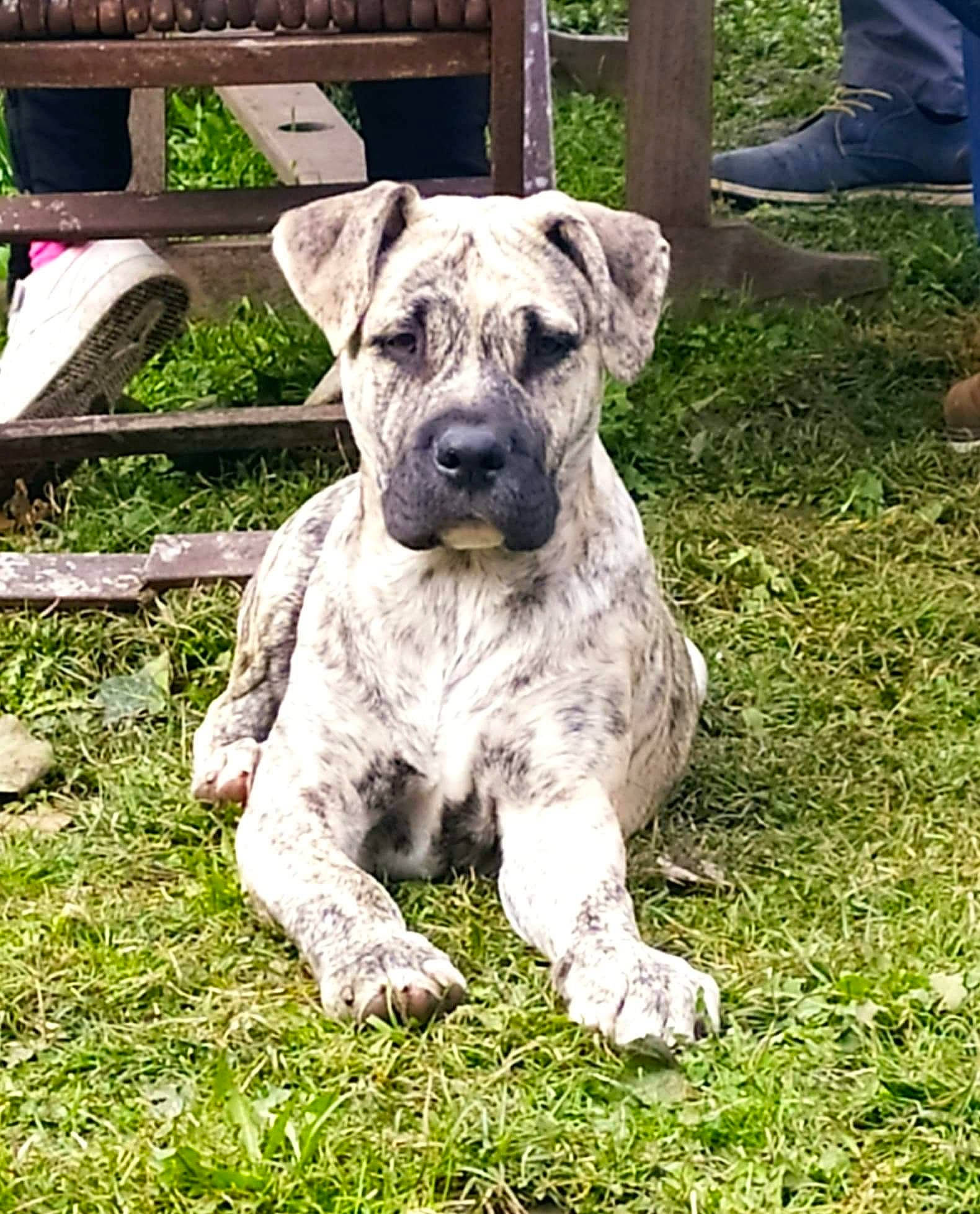 Raoul participe au concours pour gagner de l'argent avec cette photo : art, canidae, carnivore, companion_dog, dog, dog_breed, dog_collar, fawn, fence, foot, grass, groundcover, guard_dog, human_leg, plant, snout, sporting_group, terrestrial_animal, working_animal, working_dog