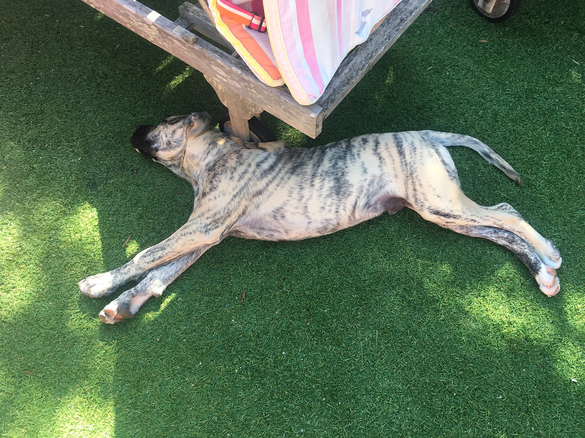 Raoul participe au concours pour gagner de l'argent avec cette photo : ancient_dog_breeds, art, canidae, carnivore, companion_dog, dog, dog_breed, dog_collar, fawn, grass, guard_dog, plant, rampur_greyhound, sighthound, snout, sporting_group, table, tail, terrestrial_animal, working_dog