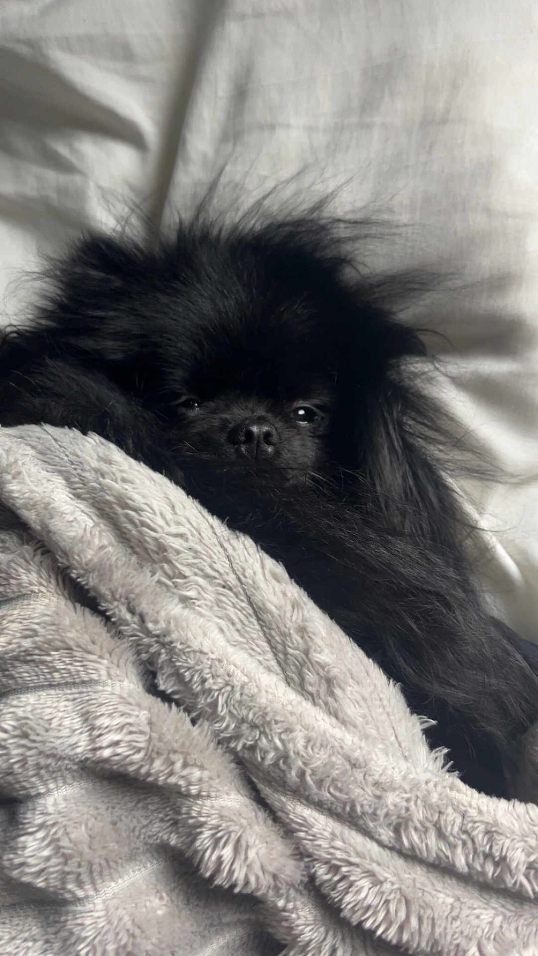 Praline participe au concours pour gagner de l'argent avec cette photo : dog, black, fluffy, blanket, cozy, sleepy, indoor, soft, texture, pet, fur, nap, resting, cute, animal, comfort, warm, relaxed, closeup, bed