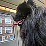 animal, black_dog, brick_building, bus, daytime, dog, fluffy, fur, indoors, partial_face, person, rain, raindrops, reflection, tongue_out, train, transport, urban, vehicle, window